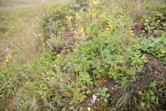 Valeriana barbulata