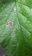Stigmella floslactella