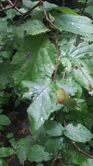 Stigmella floslactella