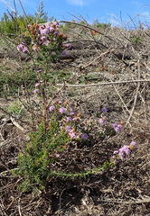 Selago villicaulis