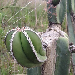 Lophocereus marginatus
