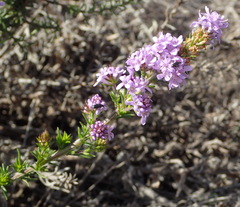 Selago villicaulis