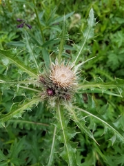 Cirsium scopulorum