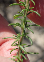 Selago villicaulis