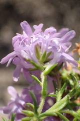 Selago villicaulis