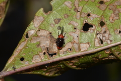 Phyllocharis gracilis