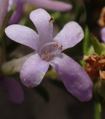 Selago villicaulis