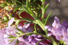 Selago villicaulis