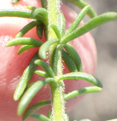 Selago villicaulis