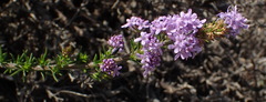 Selago villicaulis