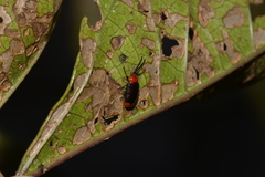 Phyllocharis gracilis