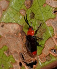 Phyllocharis gracilis