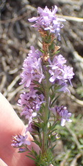 Selago villicaulis