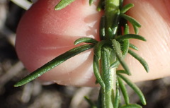 Selago villicaulis