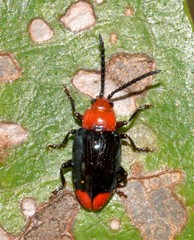 Phyllocharis gracilis