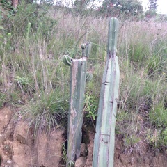 Lophocereus marginatus