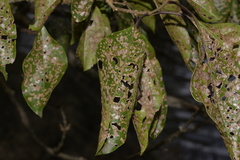 Clerodendrum floribundum