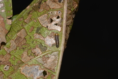 Phyllocharis gracilis