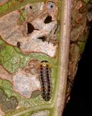 Phyllocharis gracilis