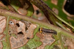 Phyllocharis gracilis