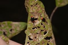 Phyllocharis gracilis