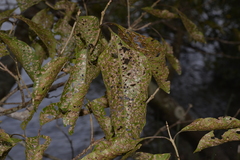 Clerodendrum floribundum