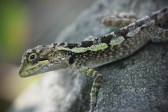 Diploderma splendidum