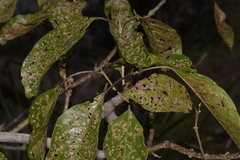 Clerodendrum floribundum