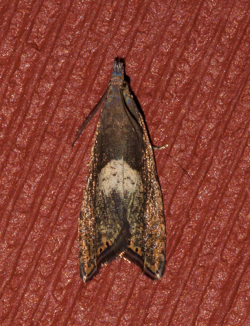 Dichrorampha simulana