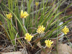 Conostylis setigera