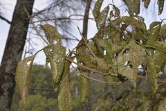 Clerodendrum floribundum