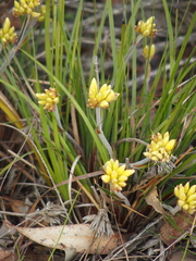Conostylis setigera