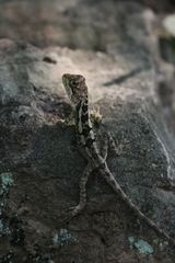 Diploderma splendidum