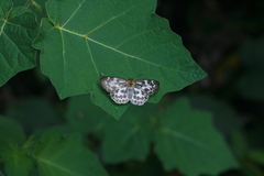 Abraximorpha davidii