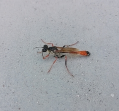 Ammophila heydeni
