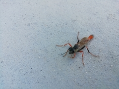 Ammophila heydeni