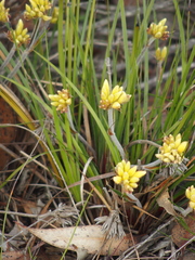 Conostylis setigera