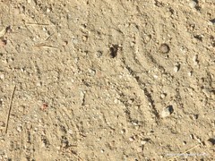 Dixus sphaerocephalus