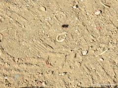 Dixus sphaerocephalus