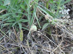 Medicago orbicularis