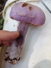 Cortinarius