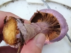 Cortinarius