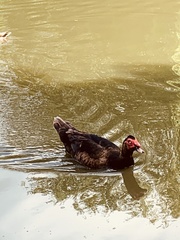 Cairina moschata domestica