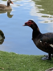 Cairina moschata domestica