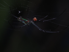 Leucauge celebesiana