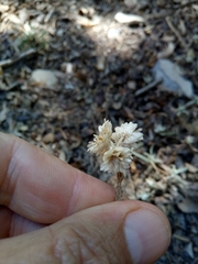 Helichrysum lacteum image