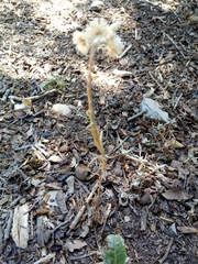 Helichrysum lacteum image