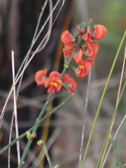 Sphaerolobium grandiflorum