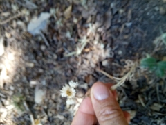 Helichrysum lacteum image