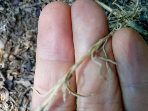 Helichrysum lacteum image